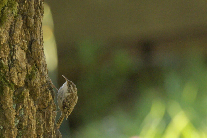 Grimpereau des jardins